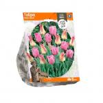 Baltus Tulipa Pastel Blend tulpen bloembollen per 5 stuks